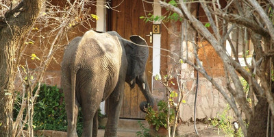 4 day south luangwa national park budget safari - Photo 2