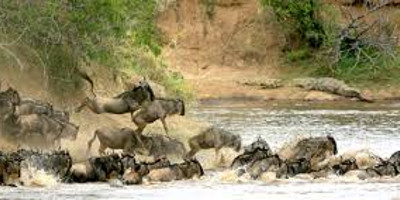 3days maasai mara budget safari - Photo 7