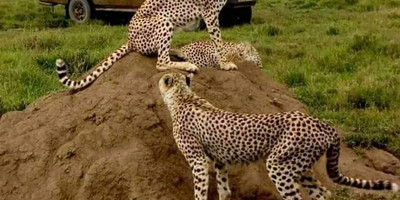 4-day amboseli, tsavo west & tsavo east safari adventure - Photo 13
