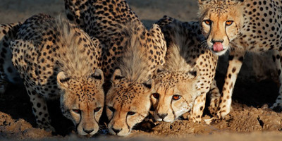4-day amboseli, tsavo west & tsavo east safari adventure - Photo 11