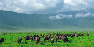 4 day luxury tented camps safari - Photo 10
