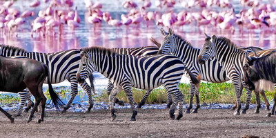 4 day luxury tented camps safari - Photo 6
