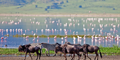 4 day luxury tented camps safari - Photo 8