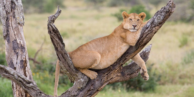 4 day luxury tented camps safari - Photo 7