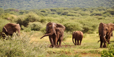 4 day luxury tented camps safari - Photo 3