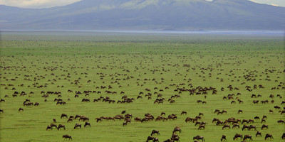 4 day luxury tented camps safari - Photo 9