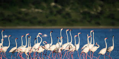 4 day luxury tented camps safari - Photo 5