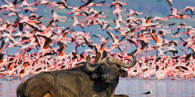 4-day masai mara-lake nakuru exploration - Photo 19