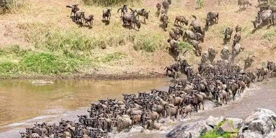 4-day masai mara-lake nakuru exploration - Photo 18