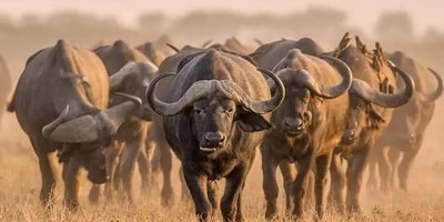 4-day masai mara-lake nakuru exploration - Photo 12