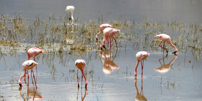 4-day masai mara-lake nakuru exploration - Photo 10