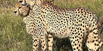 4-day masai mara-lake nakuru exploration - Photo 17