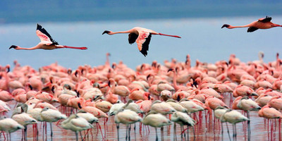 4 - day masai mara & lake nakuru lodge safari - Photo 5