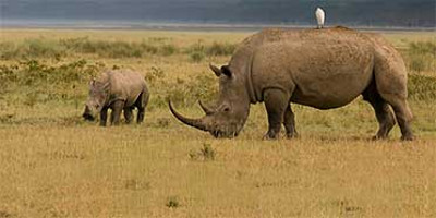 4 - day masai mara & lake nakuru lodge safari - Photo 6