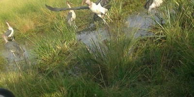 4 day masai mara safari - Photo 1