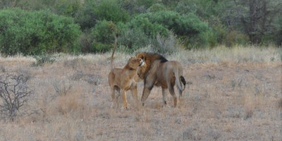4 day masai mara safari - Photo 5