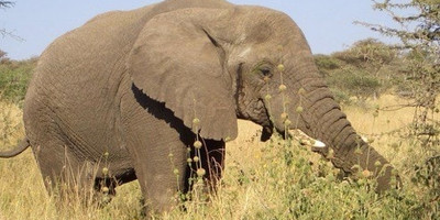 4 day masai mara safari - Photo 2