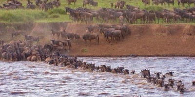 4 day masai mara safari - Photo 4