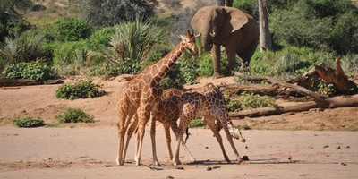 4 day masai mara safari - Photo 6