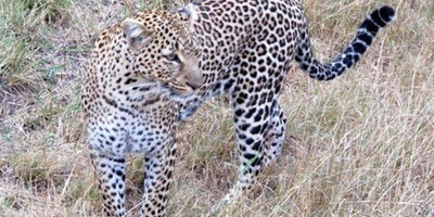 4 day masai mara safari - Photo 3