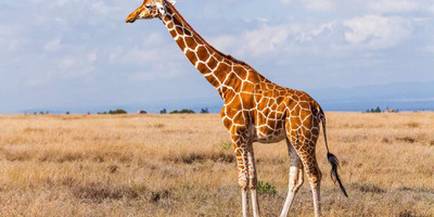 4-day wild escape: samburu national park & aberdares adventure - Photo 9