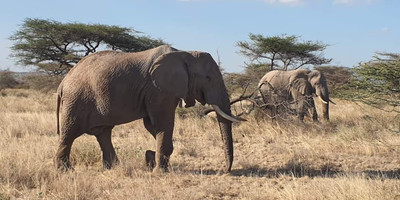 4-day wild escape: samburu national park & aberdares adventure - Photo 8