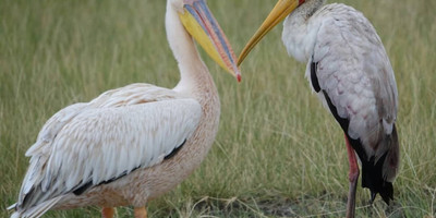 4 days / 3 nights safari - luxury - Photo 1