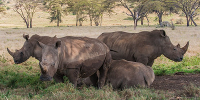 4 Days 3 Nights Masai Mara - Nakuru National Park - Photo 8