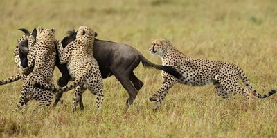 4 Days 3 Nights Masai Mara - Nakuru National Park - Photo 3