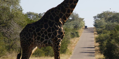4 Days 3 Nights Masai Mara - Nakuru National Park - Photo 6