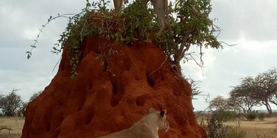 4 Days 3 Nights Masai Mara - Nakuru National Park - Photo 5