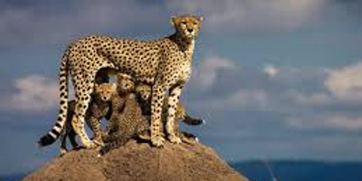 4 Days 3 Nights Masai Mara - Nakuru National Park - Photo 2