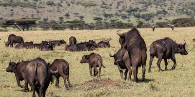 4 Days 3 Nights Masai Mara - Nakuru National Park - Photo 7