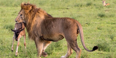 4 Days 3 Nights Masai Mara - Nakuru National Park - Photo 1