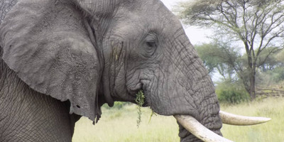 4 days / 3 nights safari - luxury - Photo 5