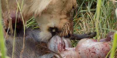 4 days / 3 nights safari - luxury - Photo 7