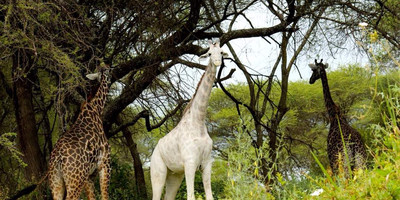 4 days / 3 nights safari - luxury - Photo 2
