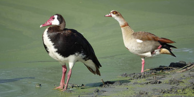 4 days / 3 nights safari - luxury - Photo 4