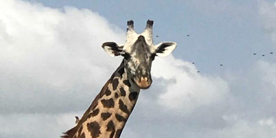 4 days / 3 nights safari - luxury - Photo 3