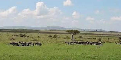4 days 3 nights safari masai mara great kenya wildebeest migration - Photo 1
