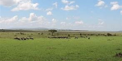 4 days 3 nights safari masai mara great kenya wildebeest migration - Photo 2