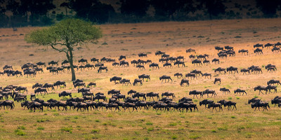 4 days 3 nights safari masai mara great kenya wildebeest migration - Photo 4