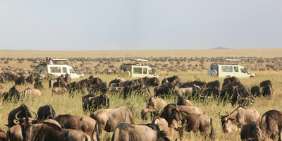 4 days 3 nights safari masai mara great kenya wildebeest migration - Photo 5