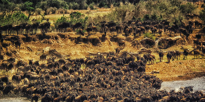 4 days 3 nights safari masai mara great kenya wildebeest migration - Photo 3