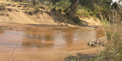 4 days 3 nights safari masai mara great kenya wildebeest migration - Photo 7