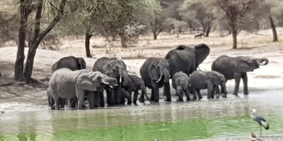 4 days 3 nights serengeti,ngorongoro & tarangire tanzania - Photo 9