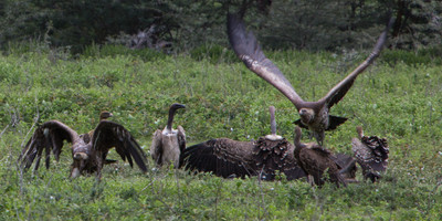 4- days arusha, tarangire, lake manyara & ngorongoro tanzania safari - Photo 1