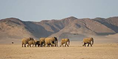 4 Days Damaraland & Skeleton Coast-Namibia(Lodging) - Photo 9