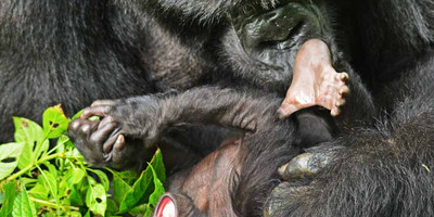 4 days gorilla and chimp tracking safari - Photo 3