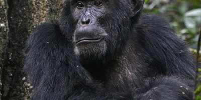 4 days gorilla and chimp tracking safari - Photo 7